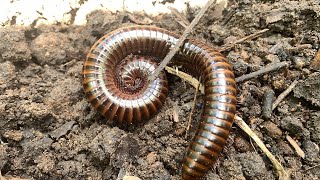 Find “millipede” [upl. by Essyle239]