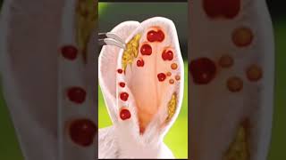 Treatment Ear Of Rabbit 😱 shorts virals trending asmr [upl. by Emiline]