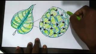 how to draw stomata NCERT CBSE ICSE class 3 science Breathing [upl. by Atiekahs]