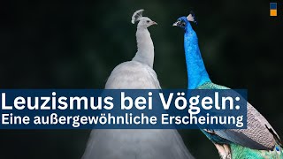 FarbMutanten unter Vögeln  Von Genen und Farben Leuzismus in der Vogelwelt [upl. by Eerok]