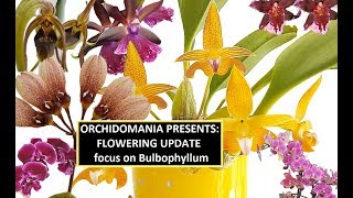 Orchidomania Presents Flowering Update with a Focus on Bulbophyllum [upl. by Atiuqiram274]