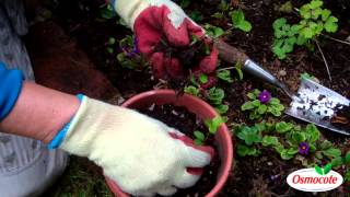 Garden Tutorial How To Reseed Hellebore Plants [upl. by Nekal]