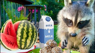 Marsha The Raccoon Watermelon Milk or Gingerbread Taste Test [upl. by Adnomar260]