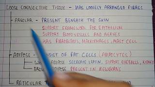 Loose connective tissues  areolar tissue location  adipose tissue location  reticular tissues [upl. by Reo]