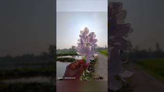 Draw beautiful water hyacinths with watercolors  কচুরি ফুল art flowers waterhyacinth drawing [upl. by Yentirb]