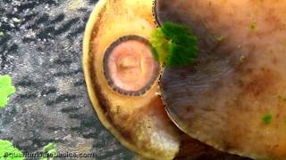 Nerite Snails Ferociously Eating Algae [upl. by Gosser]