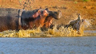 Hippo vs Zebra real Fight to Death  Wild Animals Attack [upl. by Durkin]