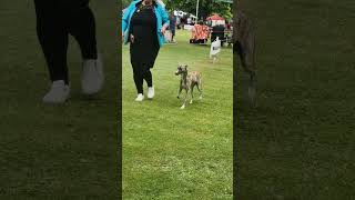 Whippet Judging CKA Friday 15th Nov 24 [upl. by Aneema510]