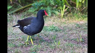 Moorhen Water Bird Calling Sound [upl. by Murial]