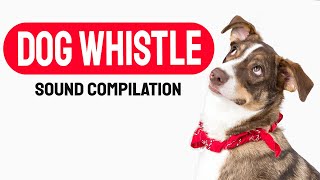 Dog Whistle Sound Compilation See How Your Dog Reacts amp Respond [upl. by Elwaine]