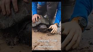 Snapping Turtle vs Human Hand [upl. by Formenti]