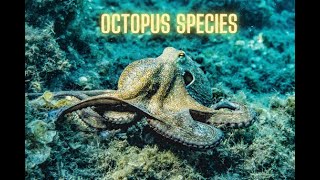 10 Octopus Species [upl. by Olram]