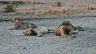 4 Young Monwana Male Lions on Timbavati  8 October 2024 [upl. by Anitra]