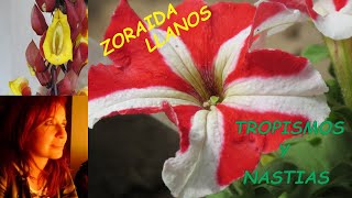 TROPISMOS Y NASTIAS [upl. by Leinad]