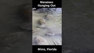 Manatees Enjoying the Sun Manatee Observation Deck  Mims Florida [upl. by Nerraw]