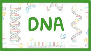 GCSE Biology  What is DNA Structure and Function of DNA 65 [upl. by Naud]