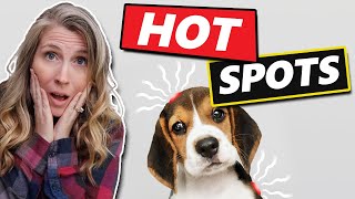 How To Treat Hot Spots On Dogs At Home [upl. by Emixam]