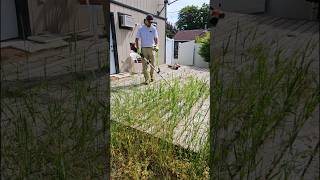 Tall Grass Cleanup 🌿 lawncare cleaning satisfying [upl. by Bussy]