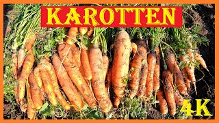 Karotten im Garten anbauen  Bunter Möhrenmix mit riesigen Exemplaren sowie orange Romance Möhren 4K [upl. by Drusi186]