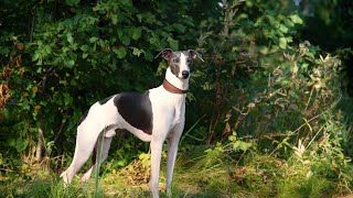 Getting to Know the Affectionate Whippet A Guide to Caring for Your Furry Friend [upl. by Cosenza309]