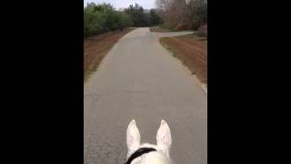 My two favorite sounds when riding  clip clop and birds [upl. by Tengler]