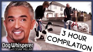 Dog Whisperer With Cesar Millan 3 Hour Marathon  Season 9  Full Episodes [upl. by Tonina743]