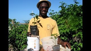 How to make Homemade Topsy turvy Planter Agrosuede Backyard Gardening [upl. by Asseniv]