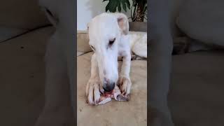 Teething Borzoi barsoi borzoi puppy sighthound doglife [upl. by Ibrek]