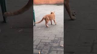 Kucing oyen nolak makan [upl. by Albarran]