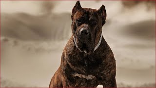 Presa canario strong dog videos compilation 2020 [upl. by Akiv969]