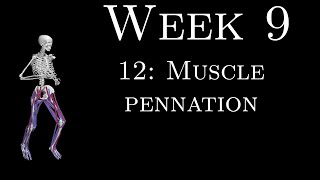 K305 Week 9  12  Muscle pennation [upl. by Ginnifer]