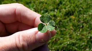 How To Get Rid of Clover in Your Lawn  FAQs On Lawn Weeds [upl. by Aryas]