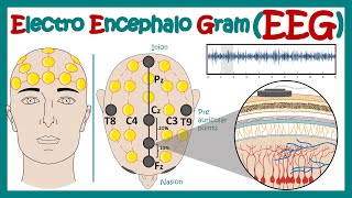 Electroencephalography EEG  How EEG test works  What conditions can an EEG diagnose  Animated [upl. by Rihana]