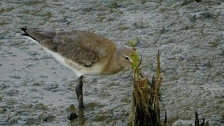 Bartailed godwit Bird  Review Bird Nest [upl. by Laurinda]