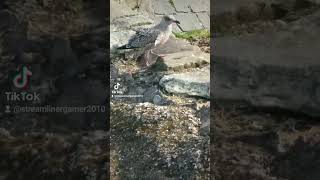 Herring gulls at largs beach pt2 [upl. by Hcab842]