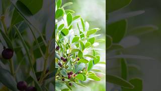 Inkberry Holly  A Hardy Evergreen for Your Garden shorts holly berries PlantsWorld [upl. by Ylrebmic]