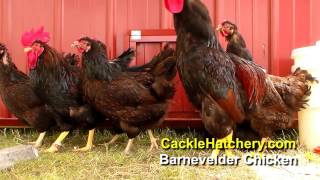 Barnevelder Chicken Breeder Flock  Cackle Hatchery [upl. by Nevetse730]