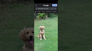 cutest dog in the world goldenretriever cutedog dog bestdog [upl. by Kerek]