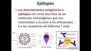 Tema 3Antígenos y Anticuerpos Parte 1 de 3 [upl. by Drofnats]