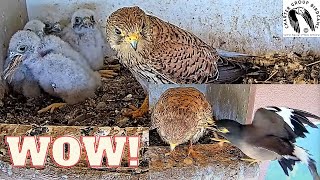 Kestrel Nestling Devours Lizard And Mom Faces Myna Attack [upl. by Nugesulo]