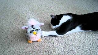 Cat vs Furby [upl. by Annayram]