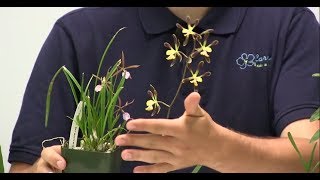 How to Grow Encyclia amp Epidendrums  Complete Growing Guide [upl. by Irdua]