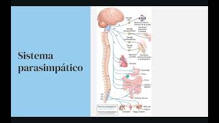 Fisiología del sistema autónomo receptores y neurotransmisores metabotrópicos  ionotrópicos [upl. by Andriana988]