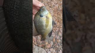 103024 lil bluegill caught on a worm and float Happy Halloween 🎃 [upl. by Notaek]