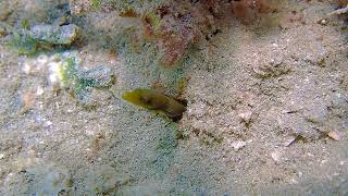 Coral Citizen  Bluethroat Pikeblenny  5262024 [upl. by Elylrac147]