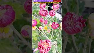 Winter season flowers gardening chrysanthemum shorts gardeningtips Geetakidesilife8700 [upl. by Trutko]