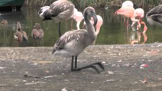 Tierquiz Falsches Knie bei Flamingos [upl. by Vallo724]