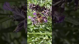 Drone Fly On Lavender In Mid October hoverfly insects nature [upl. by Yelsa]