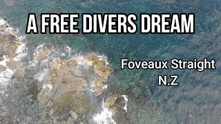 A Free Divers Dream Crayfish Paua amp Kina catch and cook [upl. by Broder899]