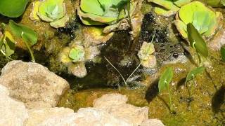 wildlife in my greywater pond [upl. by Ecidna801]